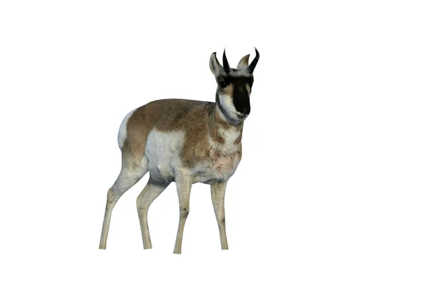 Villásszarvú antilop, családban americana — Stock Fotó