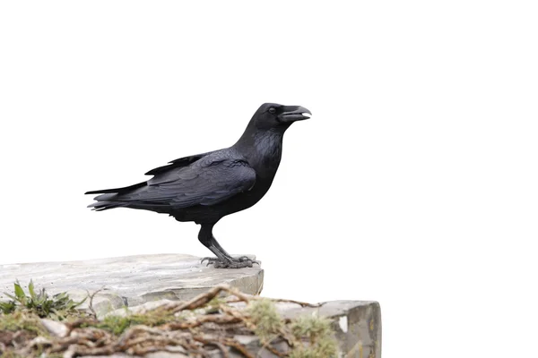 Raven, Corvus corax — Fotografia de Stock