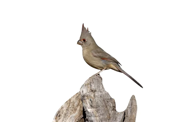 Pyrrhuloxia, Cardinalis sinuatus — Stock Photo, Image