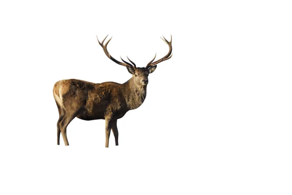 Vörös szarvas, Cervus elaphus — Stock Fotó