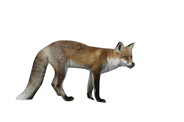Κόκκινη Αλεπού, Βούλπες — Φωτογραφία Αρχείου