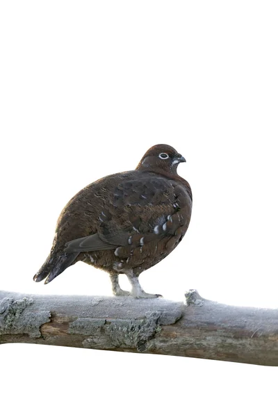 Kırmızı Orman Tavuğu, lagopus lagopus scoticus — Stok fotoğraf