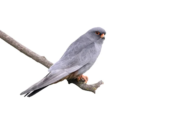 Rotfußfalke, Falco vespertinus — Stockfoto