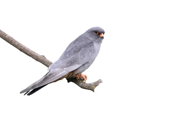 Roodpootvalk, falco vespertinus — Stockfoto