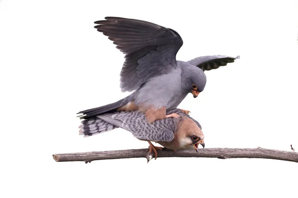 Falcão de pés vermelhos, Falco vespertinus — Fotografia de Stock