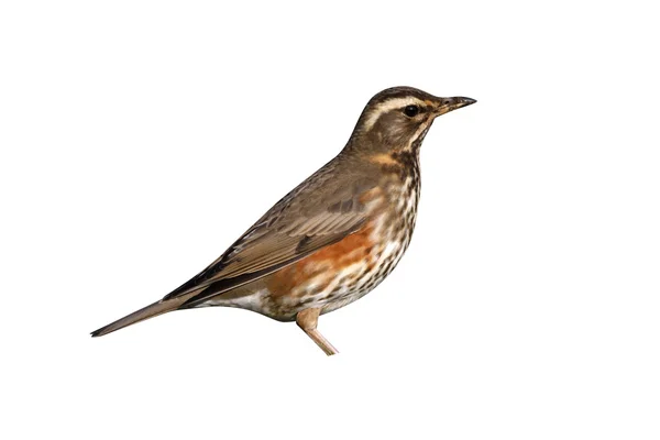 Rödvingetrast, turdus iliacus — Stockfoto