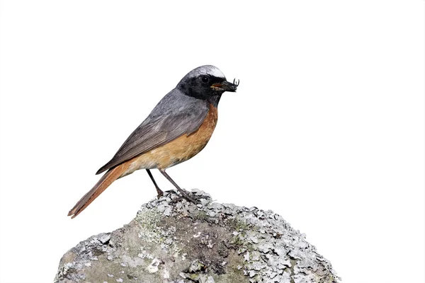 Common redstart, Phoenicurus phoenicurus — Stock Photo, Image