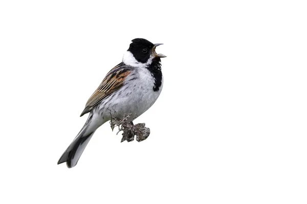 Strnad rákosní, emberiza schoeniclus — Stock fotografie