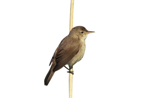 Reed Lasówka, Acrocephalus scirpaceus, — Zdjęcie stockowe