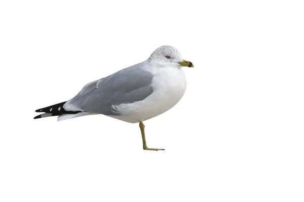 Ring-billed gull, Larus delawarensis, — Stock Photo, Image