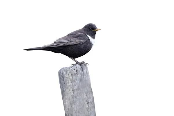 Obrożny, turdus torquatus — Zdjęcie stockowe