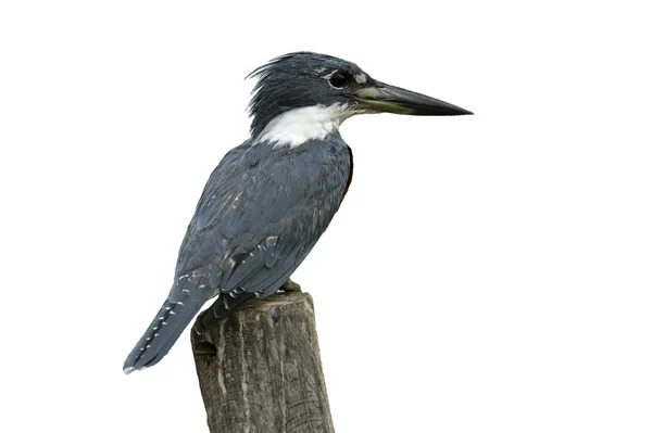 Ringed kingfisher, Megaceryle torquata — Stock Photo, Image