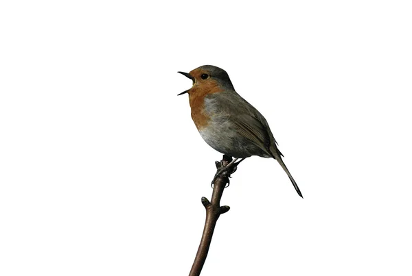 Robin, Erithacus rubecula — Stock fotografie