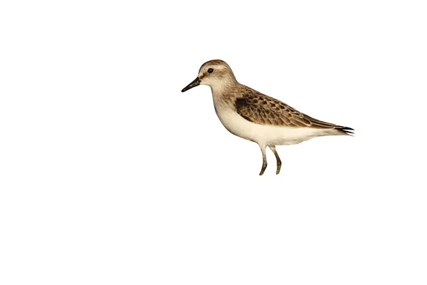 Sandpiper semipalmado, Calidris pusilla — Fotografia de Stock