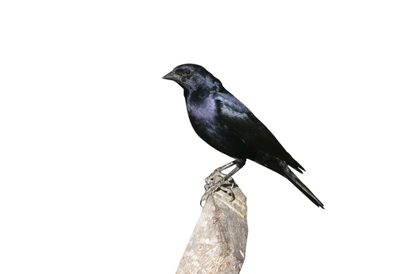 Cowbird błyszczący, molothrus bonariensis — Zdjęcie stockowe