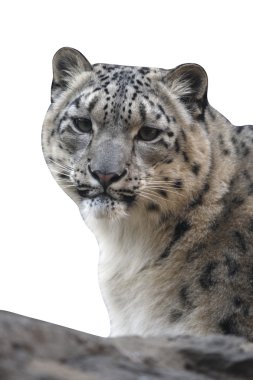 kar leoparı, uncia uncia,