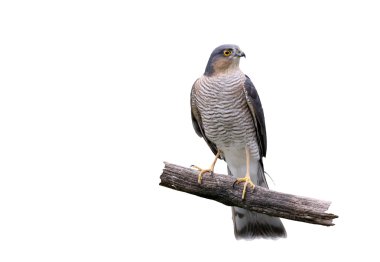 atmaca, accipiter nisus