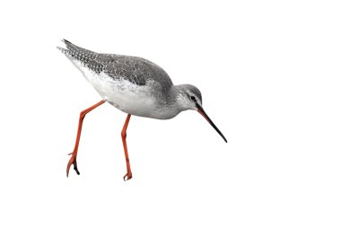 Benekli redshank, tringa erythropus