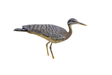 Sunbittern, Saxicola torquata