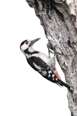 Alaca ağaçkakan, dendrocopos syriacus, bekar erkek