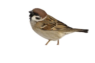 ağaç serçesi, passer montanus