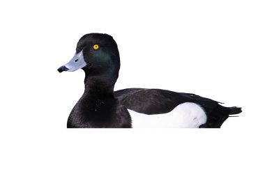 Ördek tüyü, Aythya fuligula