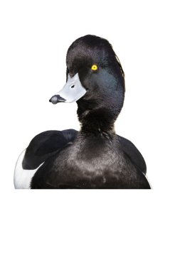 Ördek tüyü, Aythya fuligula