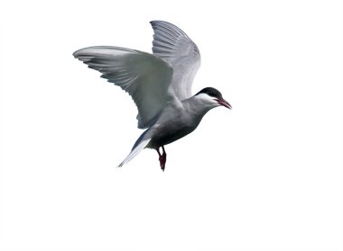 Bıyıklı sumru, chlidonias hybridus 