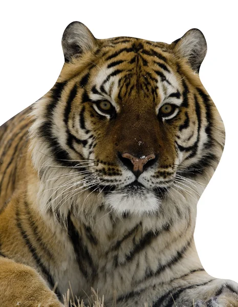 Sibirischer Tiger, Panthera tigris altaica — Stockfoto