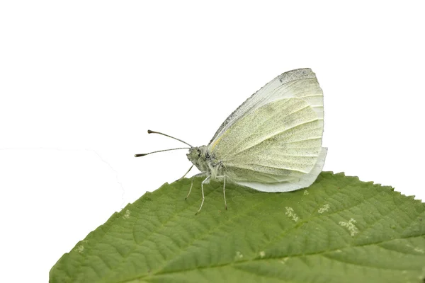 Mały biały motyl, Bielinek Rzepnik — Zdjęcie stockowe