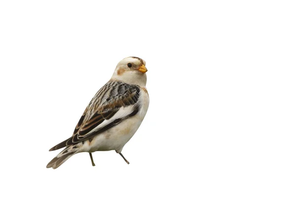 Kar kiraz kuşu plectrophenax nivalis — Stok fotoğraf