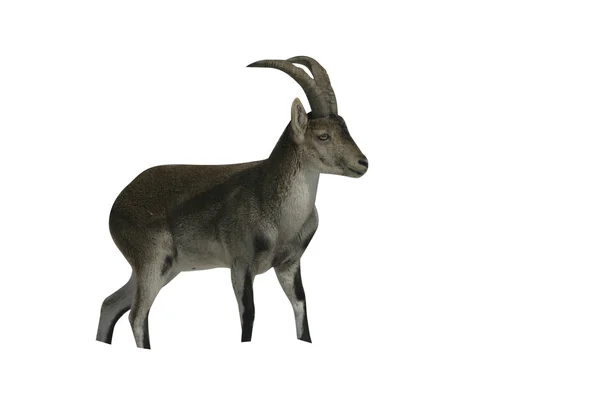 Ibex espanhol ou ibérico, Capra pyrenaica — Fotografia de Stock