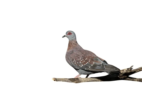 Spectacled pigeon, Columba guinea — Stock Photo, Image