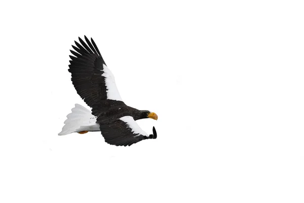 Stellers sea-eagle, Haliaeetus pelagicus — Stock Photo, Image