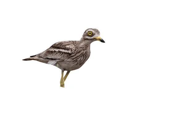 Brachvogel, Burhinus oedicnemus — Stockfoto