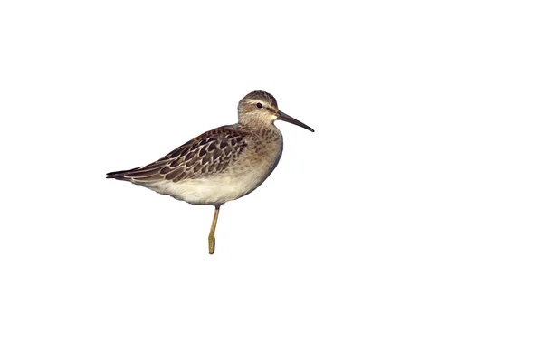 Flautista de arena basculante, Micropalama himantopus —  Fotos de Stock