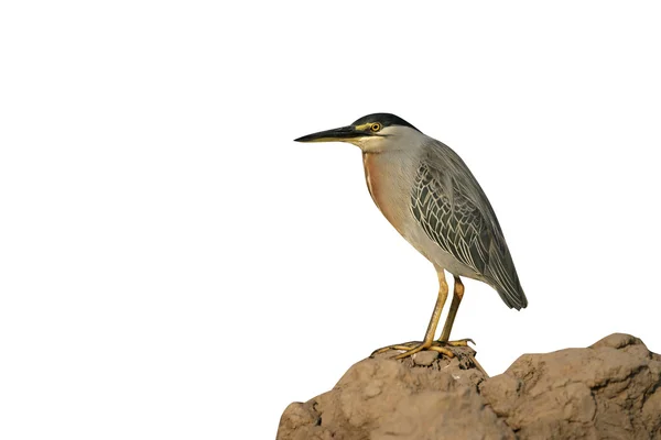 Pruhované heron, butorides striata — Stock fotografie