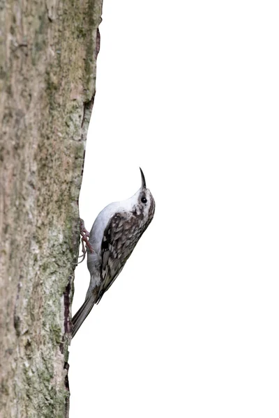 Certhia, certhia familiaris — Fotografia de Stock