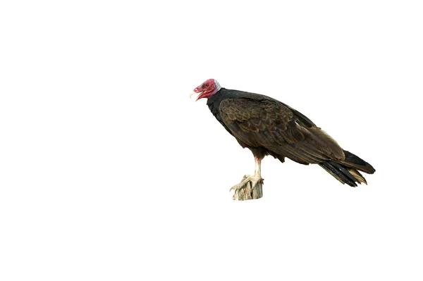 Turkey vulture,  Cathartes aura — Stock Photo, Image