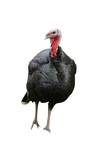 Domestic turkey bird — Stock Photo, Image