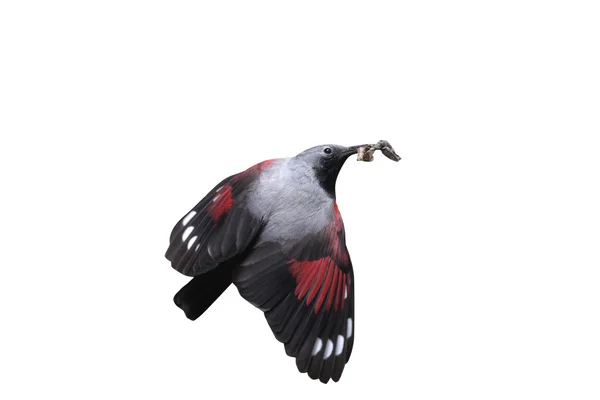 Duvartırmaşık kuşugiller, tichodroma muraria — Stok fotoğraf