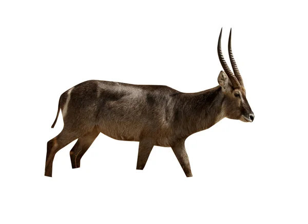Waterbok, kobus ellipsipymaus — Stockfoto