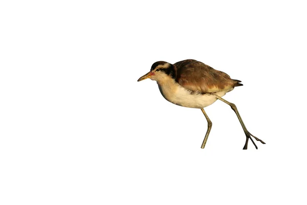 Jacana Wattled, Jacana jacana , —  Fotos de Stock