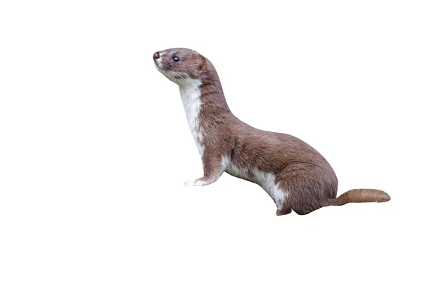 Weasel, Mustela nivalis — Stock Photo, Image