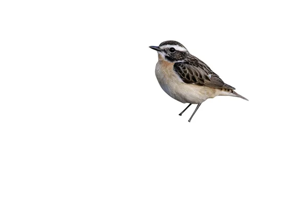 Whinchat, Saxicola rubetra — 스톡 사진