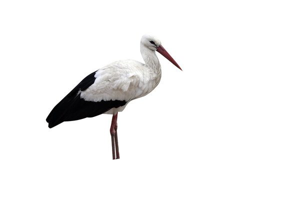 White stork, Ciconia ciconia,
