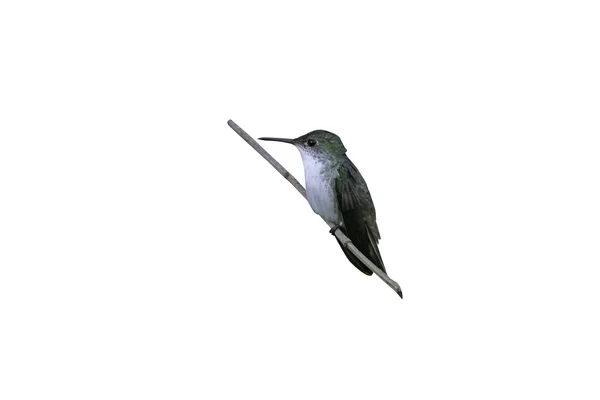 White-bellied emerald hummingbird, Amazilia candida — Stock fotografie