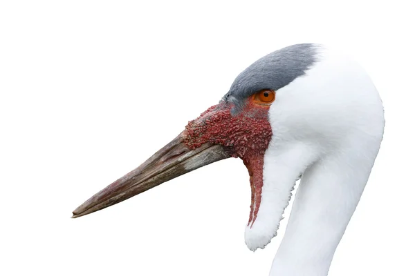 Wattled crane, Grus carunculatus — Stock Photo, Image