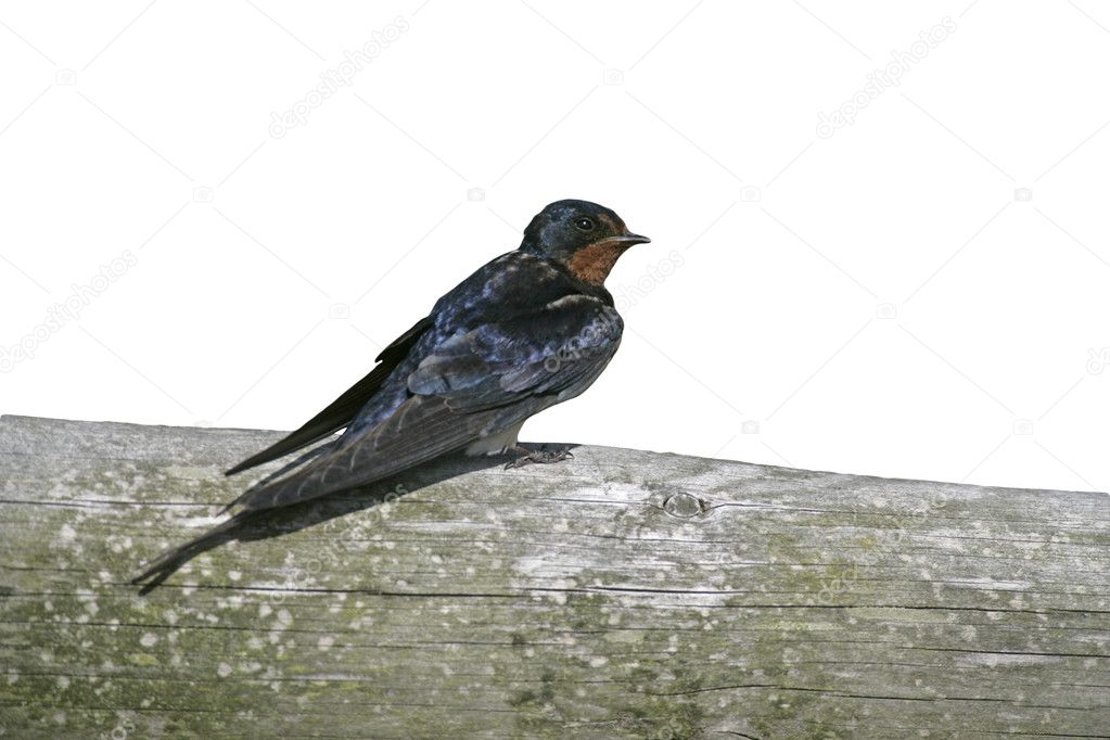 Swallow,  Hirundo rustica,