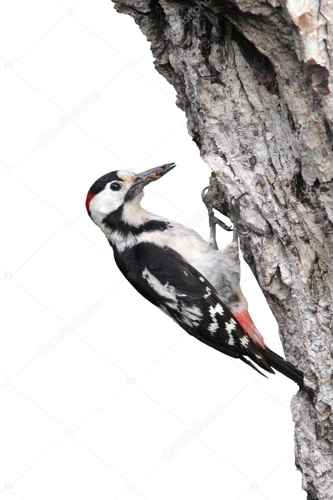 Syrian woodpecker, Dendrocopos syriacus, single male